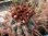 Glandulicactus matthsonii (=crassihamatus) Extremform