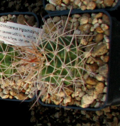 Echinocereus trigl. v.mojavensis Lz252