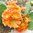Op. phaeacantha cv."Orangeade"