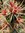 Corynopuntia invicta Typ Uhlig