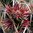 Corynopuntia invicta Typ Koch