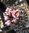Echinofossulocactus multicostatus R/R