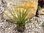 Yucca rupicola MG1979.9