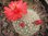 Mammillaria senilis (Mammillopsis)