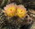 Austrocactus bertinii (ex dusenii)