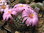 Mammillaria napina