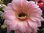 Echinopsis "Spring Blush" (Schick)