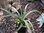 Yucca arizonica MG1979.9