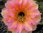 Echinopsis "Virginia Woolf"