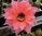 Echinopsis "Ishtar" Schick