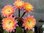 Echinopsis "El Capitan" TS50