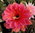 Echinopsis KT "Event" x "Reverie"