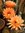 Trichoc. candicans Naturform 3 "super orange"