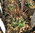 Mammillaria tesopacensis v.papasquiarensis Piltz2998