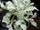 Chrysanthemum haradjanii