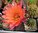 Echinopsis "Gräfin Cosel"