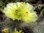 Opuntia hystricina v.ursina MK1338