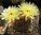 Notocactus soldtianus Piltz2307