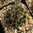 Coryphantha palmeri MG116.2