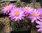 Mammillaria saboe ssp.rozcekii ROG757