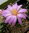 Mammillaria saboe ssp.rozcekii ROG757
