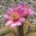Tephrocactus weberi rosa Blüte