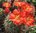Echinocereus yapapayensis MAO011