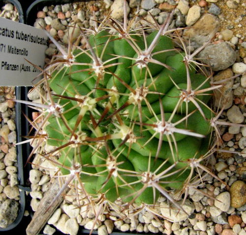 Pyrrhocactus tuberisulcatus MG1037.671
