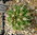 Pyrrhocactus tuberisulcatus MG1037.671