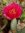 Opuntia basilaris Hyb. "Kiss me sweet"