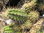 Echinocereus spec. Divisadero