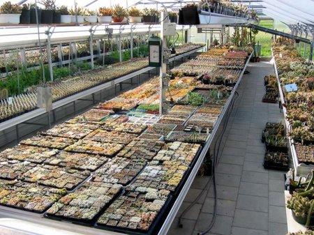 Blick in das Vermehrungshaus, in dem jährlich um die 700 verschiedenen Sorten Kakteen/Sukkulenten ausgesät werden\\n\\n28.01.2015 13:16