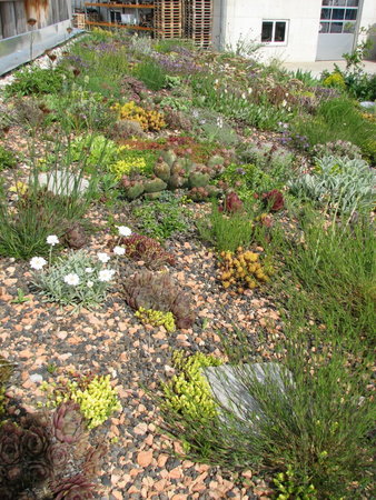 Dachbepflanzung unserer Gästehütte mit herrlicher Pflanzenauswahl- hier wachsen Kakteen neben Glockenblumen & Thymian....\\n\\n20.09.2019 06:25