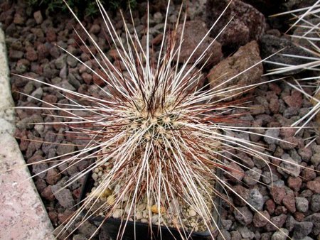 extrem bedornter Echinocereus apachensis vom Apachen Trail\\n\\n20.11.2018 05:48