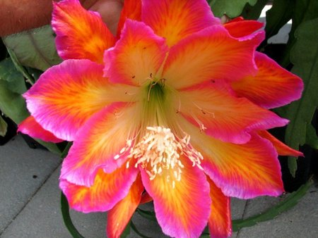 Epiphyllum "Colour Splash" variegat- eine sensationelle Blütenpracht\\n\\n20.11.2018 05:49
