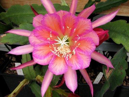 Epiphyllum "Rosalinde" variegat mit ebenfalls stark gemaserten Blüten\\n\\n20.11.2018 05:49