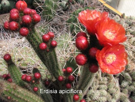 reiche Blüte der Erdisia apiciflora\\n\\n20.11.2018 05:49