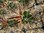 Echinocereus matudae Pashuca