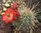 Echinocereus coccineus cv. langdornig