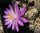Mammillaria theresae P370