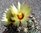Coryphantha kracikii KKR339 Solitär