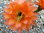 Echinopsis MK2009-01 aprikot, 15x15cm