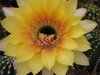 Echinopsis 2-2001