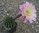 Echinopsis Hyb. Ott08-17 rosa, gelbe Mitte 20x14cm