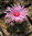 Echinocactus horizonthalonius Größe L