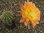 Echinopsis Hyb. KE08-53 aprikot, sonnengelbe Mitte 20x15cm