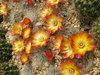 Sulcorebutia gereosenilis KK2005/MK01 aprikot