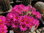 Mammillaria guelzowiana SB465 Solitär 1