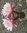Trichoc. MK2012-21 rosa gestreift 15x15cm