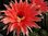 Echinopsis BS1205 kirschrot 12cm